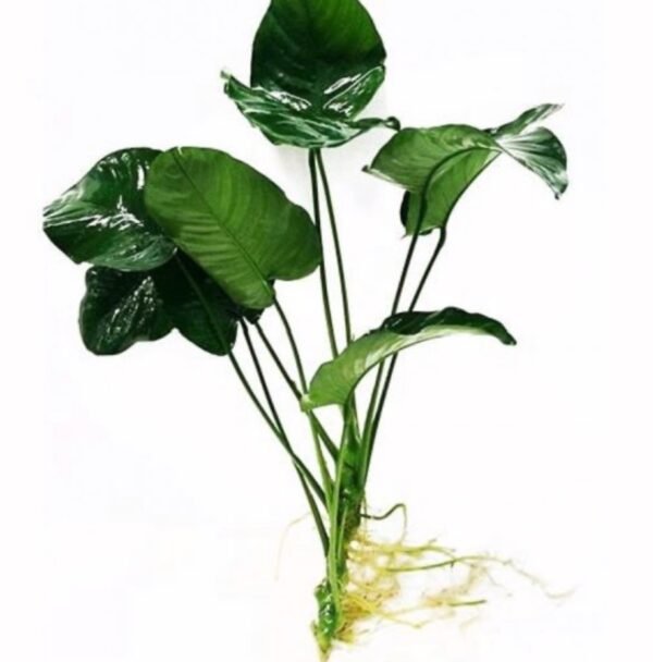 Anubias 5-6 Dal Canlı Bitki - Görsel 2