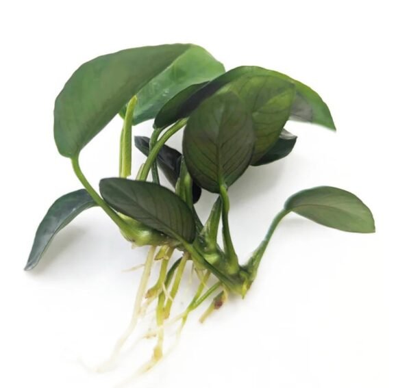 Anubias 5-6 Dal Canlı Bitki