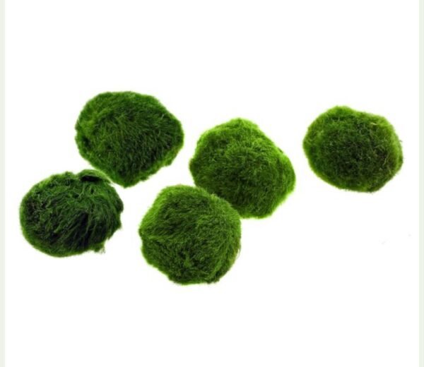 Aegagropila linnaei Moss Ball - Görsel 2