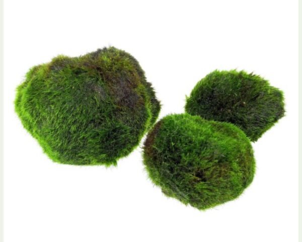 Aegagropila linnaei Moss Ball