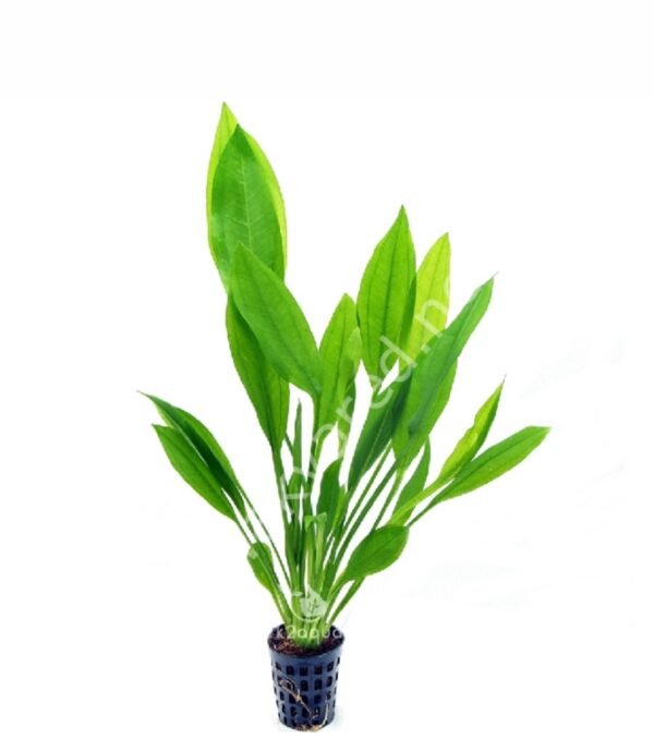Amazonia Canlı Bitki