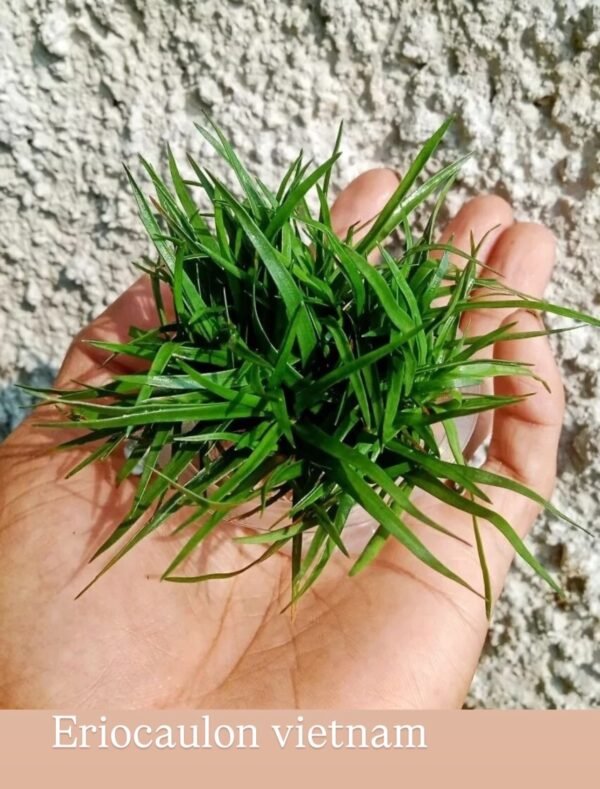 Eriocaulon vietnam Canlı bitki