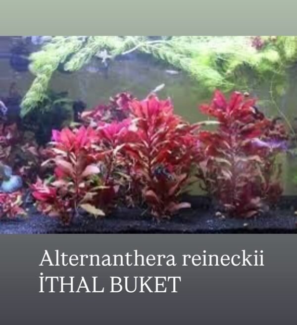 Alternanthera Reinechi Canlı Bitki