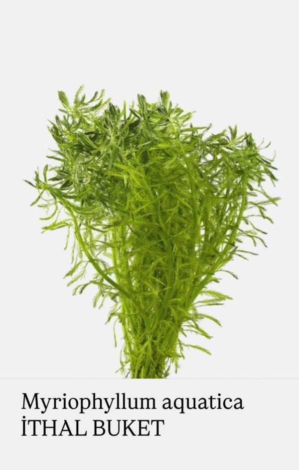 Myriophyllum aquatica Canlı Bitki
