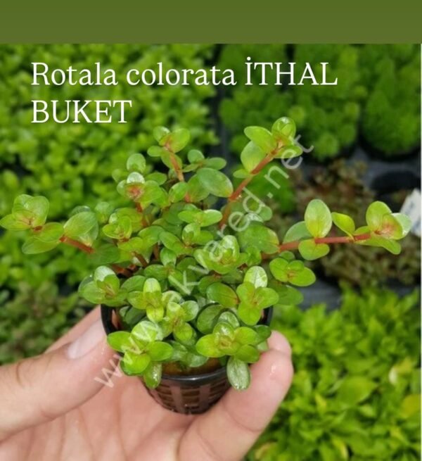 Rotala Colorata Canlı Bitki
