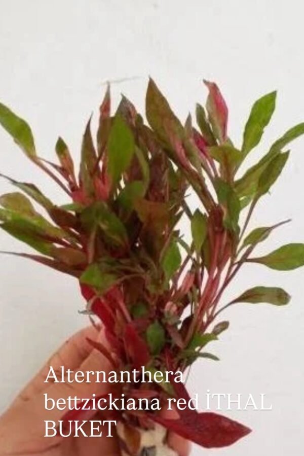 Alternanthera betckkiana red Canlı Bitki